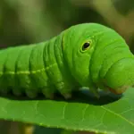 Bruchi italiani: specie comuni, cicli biologici e riconoscimento